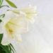 The Easter lily: A simple (yet majestic) symbol of rebirth